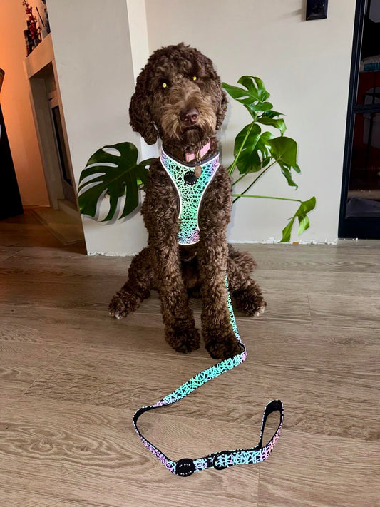 Reflecterende mulitcolour hondenriem